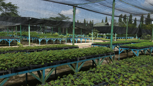 Nursery Room PT Adaro (Foto: Iqbal Firdaus/kumparan)