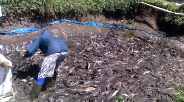 Mancing Gratis 10 Ton Lele yang Bakal Digelar Relawan Jokowi Ditolak