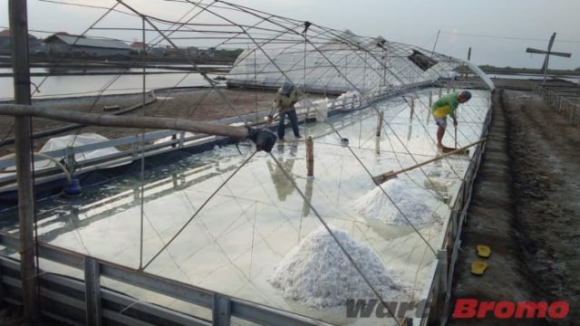 Harga Rendah, Petambak Garam Meradang