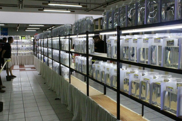 7 Negara Ikuti Kontes Ikan Cupang di Padang