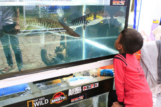 7 Negara Ikuti Kontes Ikan Cupang di Padang (1)