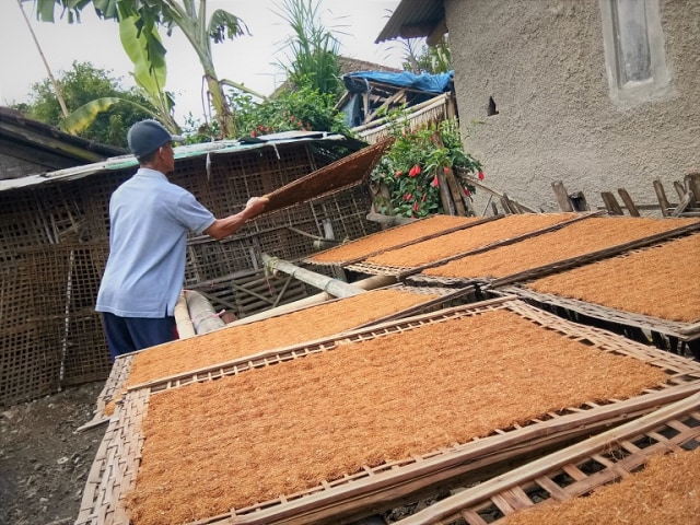 Tembakau Mole Dari Garut Terkenal Sampai Malaysia
