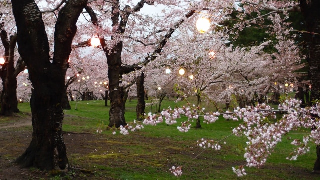 Goryokaku Park di Hakodate (Foto: Flickr/Charles Lam)