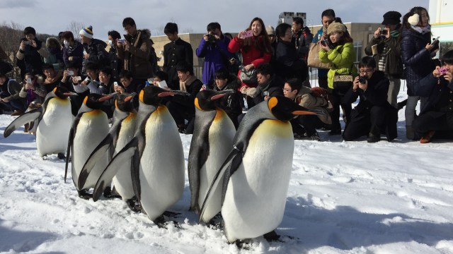 Penguin di Asahikawa Zoo, Hokkaido (Foto: Flickr/Reginald Penitio)