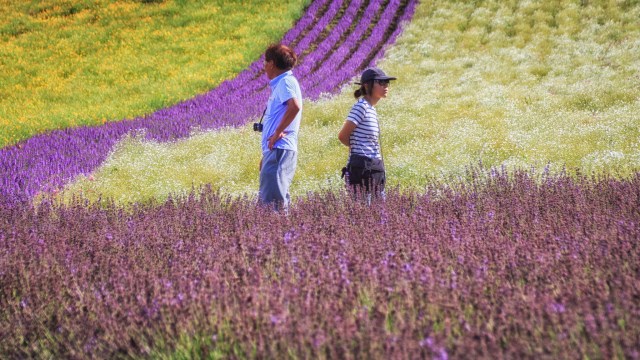 Farm Tomita di Furano, Hokkaido (Foto: Flickr/Reginald Penitio)