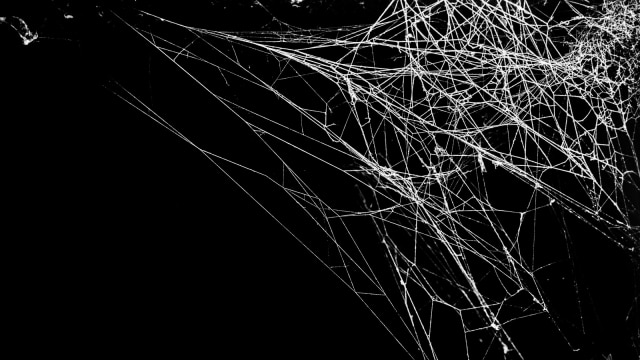 Ilustrasi sarang laba-laba. (Foto: Shutter stock)