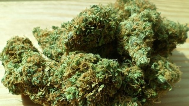 Ilustrasi Tanaman Ganja Foto: Pixabay