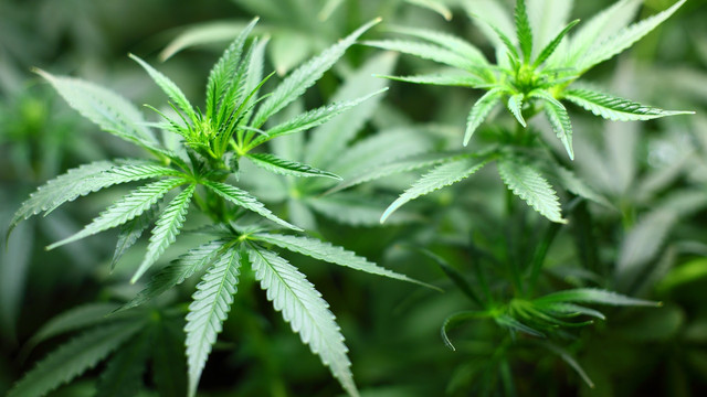 Ilustrasi Tanaman Ganja (Foto: Pixabay)