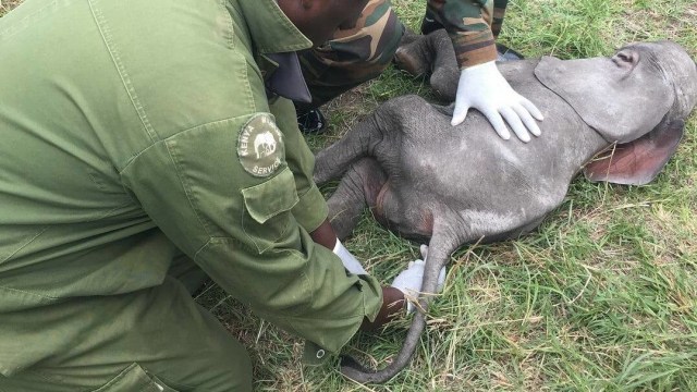 Ilustrasi anak gajah (Foto: Friends of Maasai Mara Founder Prince Harris Pems Taga)