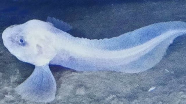 Spesies baru ikan siput (Foto: Newcastle University)