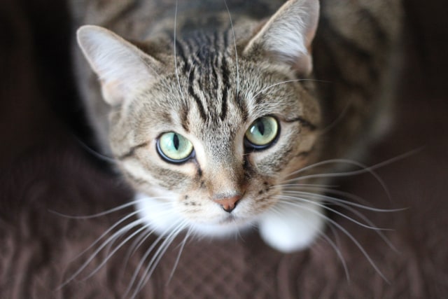 Ilustrasi Kucing (Foto: Pexels)