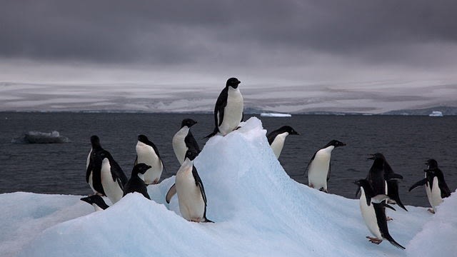 Penguin Adelie (Foto: Jason Auch via Wikimedia Commons)