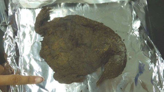 Salah satu mumi penguin yang ditemukan. (Foto: Gao et al)