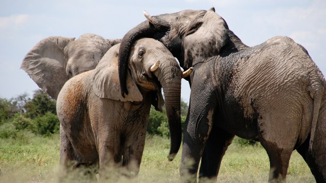 Gajah saling berpelukan. (Foto: baluda via pixabay)