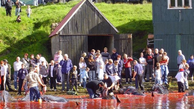 Penduduk Kepulauan Faroe mengikuti Grindadrap Festival (Foto: Wikimedia Commons)