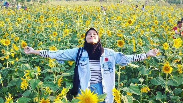 Kebun Bunga Matahari, Spot Foto Selfie Baru di Pamekasan
