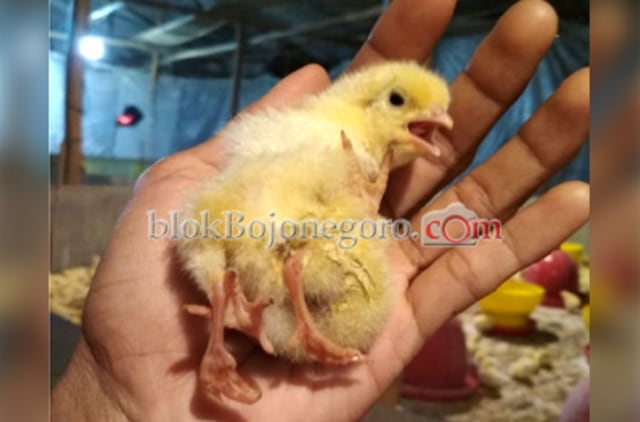 Unik, Ada Ayam Berkaki Empat