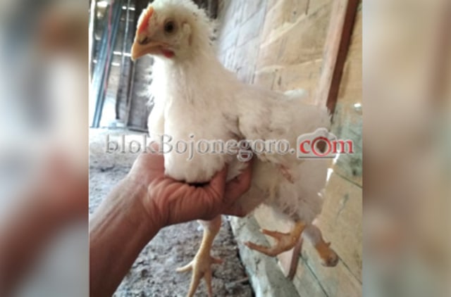 Unik, Ada Ayam Berkaki Empat (1)