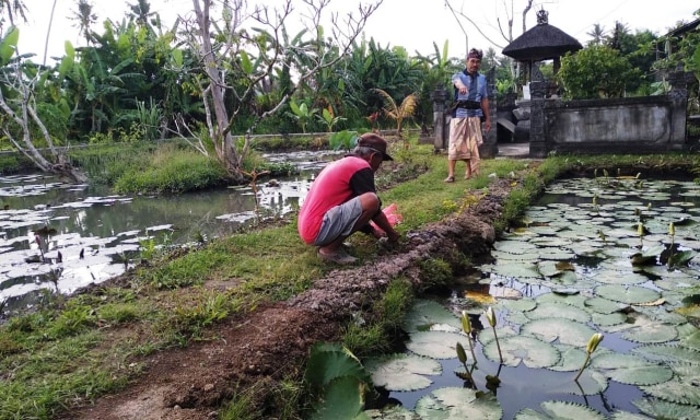 Subak Sembung di Denpasar Dikembangkan Jadi Destinasi Wisata Budaya