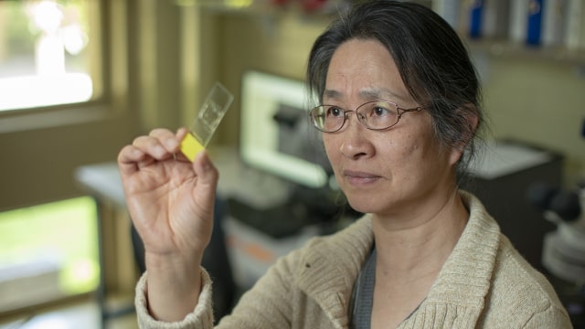 Penelitian pada pati biji-bijian untuk membuat bir oleh Ling Liu (Foto: L.A. Cicero/Stanford News)