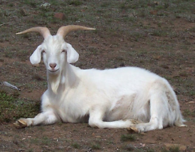 Kambing Jantan yang Jorok
