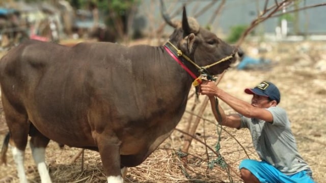 Cara Menyembelih Hewan Agar Menjadi Halal Sesuai Syariat Islam