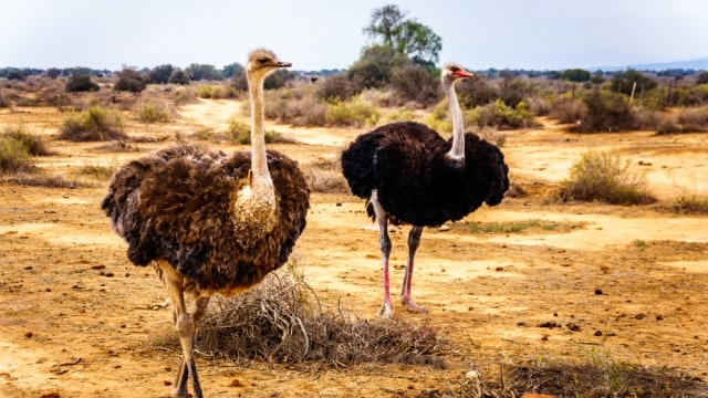 Burung unta di Kota Oudtshoorn, Afrika Selatan  Foto: Shutter Stock