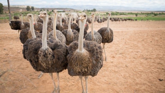 Burung unta di Kota Oudtshoorn, Afrika Selatan  Foto: Shutter Stock