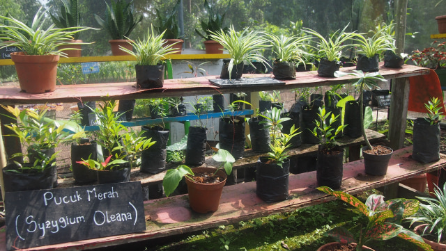 com-Sekolah Global Andalan Pelalawan Estate (Foto: Novianti Rahmi Putri/kumparan)