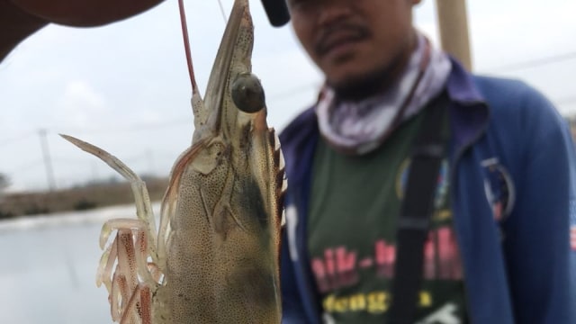Perum Perindo cabang karawang panen 60 ton udang, Jumat (21/9/2018). (Foto: Dok. Perum Perindo)