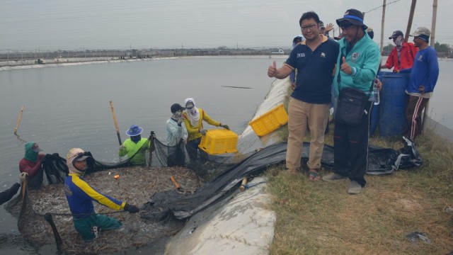 Perum Perindo cabang karawang panen 60 ton udang, Jumat (21/9/2018). (Foto: Dok. Perum Perindo)
