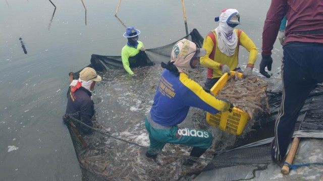 Perum Perindo cabang karawang panen 60 ton udang, Jumat (21/9/2018). Foto: Dok. Perum Perindo