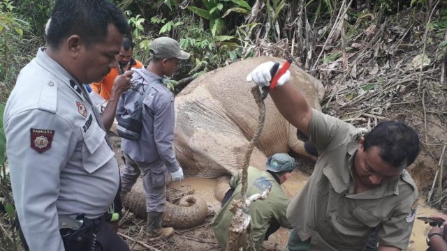 Gajah Liar di Aceh Luka Parah Akibat Terkena Jerat (Foto: Dok. BKSDA Aceh)
