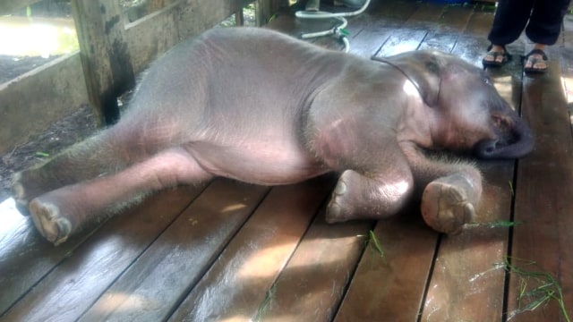Amirah, anak gajah Sumatera yang diselamatkan oleh tim Balai Konservasi Sumber Daya Alam (BKSDA) Aceh. (Foto: Dok. BKSDA Aceh)