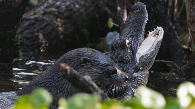Berang-berang melawan seekor buaya. (Foto: Geoff Walsh via Lake Woodruff National Wildlife Refuge)