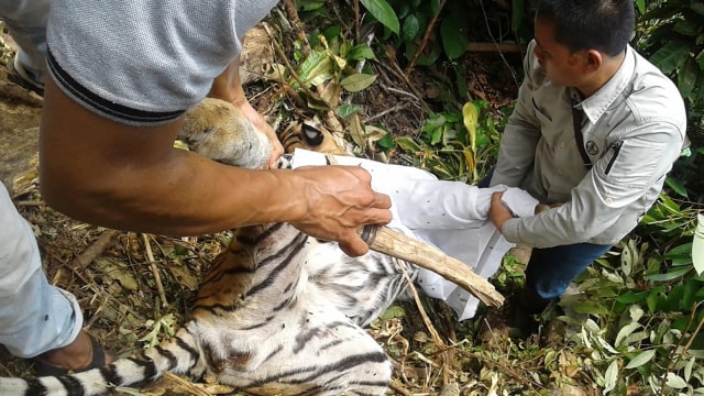 Bangkai harimau Sumatra yang sangat terancam punah mati terjerat perangkap babi di Pekanbaru. (Foto: AFP/Wahyudi)