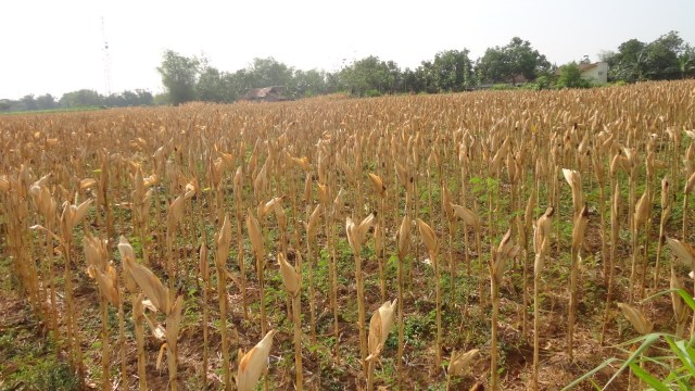 Jagung siap panen. (Foto: Dok. Kementan)