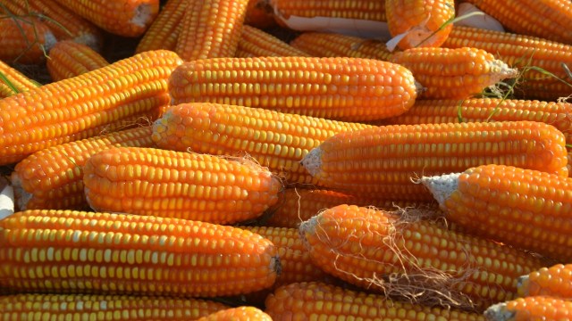 Jagung siap panen. (Foto: Dok. Kementan)