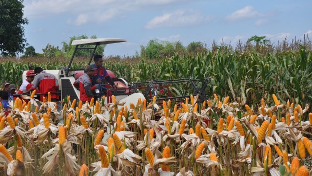 Jagung siap panen. Foto: Dok. Kementan