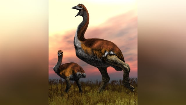 Burung Terbesar di Dunia, Voromber titan. (Foto: Dok. Jaime Chirinos via Jurnal Royal Society Open Science)