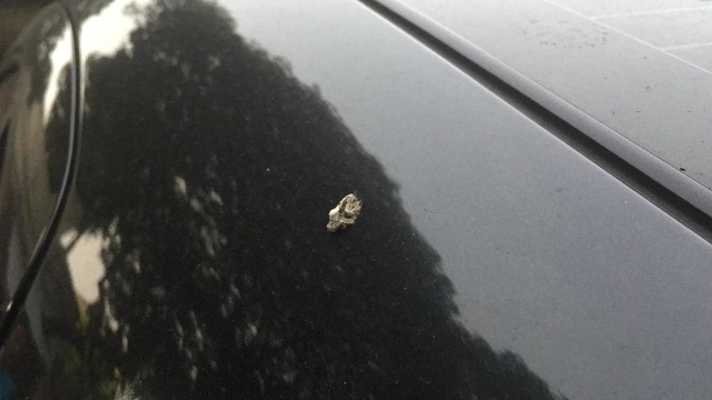 Kotoran burung pada mobil (Foto: Aditya Pratama Niagara/kumparanOTO)