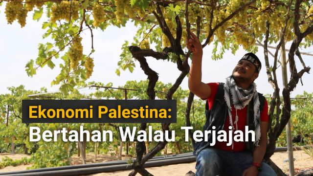 Lebatnya buah anggur di kebun milik petani Palestina di Syekh Ajin, Gaza. (Foto: Abdillah Onim/Suara Palestina)