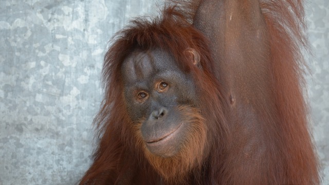 Orangutan bernama Sisil di Kalimantan. (Foto: SSMS)