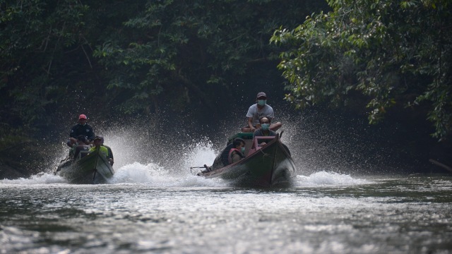 Pelepasliaran Orangutan Sisil dan Clara di Kalimantan. (Foto: SSMS)