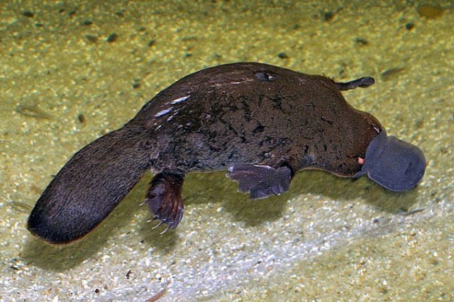 Platypus Berenang dengan Mata, Telinga, dan Hidung Tertutup