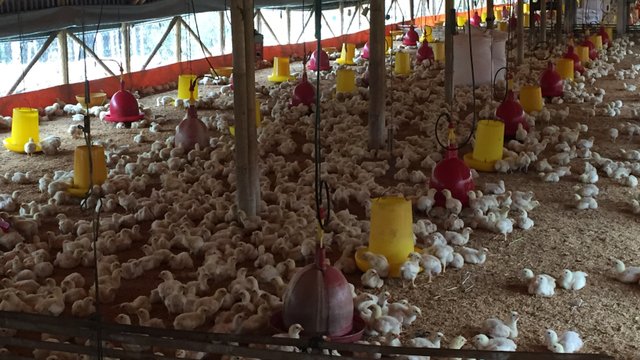 Kondisi ayam di peternakan rakyat di Tajur Halang, Bogor Foto: Elsa Toruan/kumparan