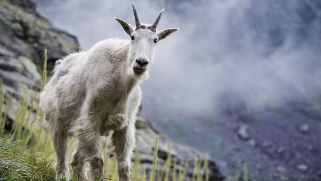 Kambing gunung. (Foto: Skeeze via pixabay.)