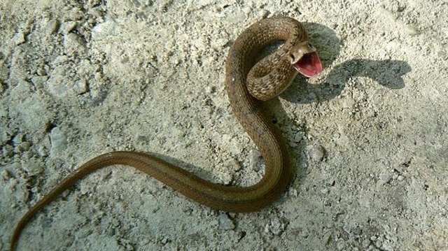 Ular cokelat. (Foto: Benny Mazur via Wikimedia Commons)