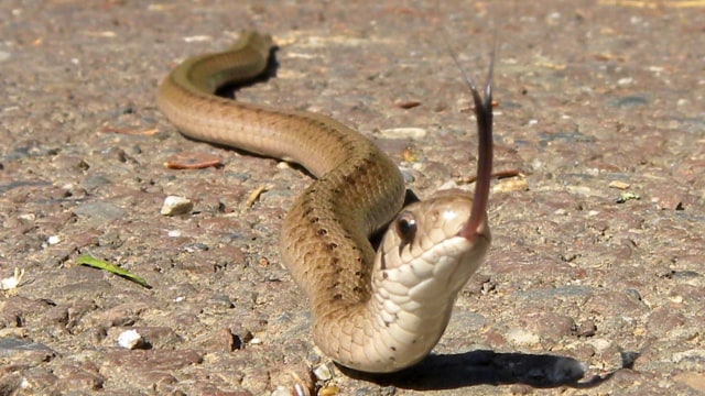 Ular cokelat. (Foto: Bob Gutowski via Flickr)