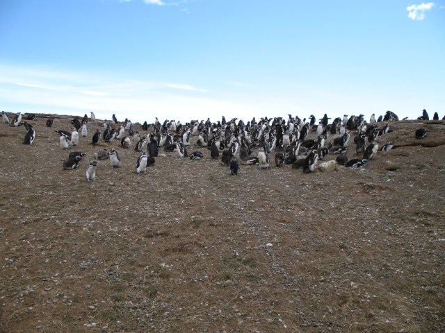 Penguin di Isla Magdalena, Cile (Foto: Flickr / maddcheryl)